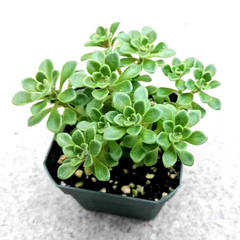 Aeonium Irish Bouquet – Live 2” Aeonium lindleyi var. viscatum Succulent, Compact Rosette Plant for Pots, Rock Gardens & Arrangements