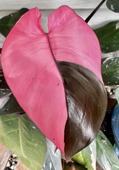 Pink Princess Philodendron Cutting for Planting – Variegated Philodendron erubescens Node Cutting, Indoor Houseplant