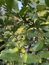 Tikal Guava Tree Cuttings – Live Guava Cuttings for Planting, Psidium Guajava Fruit Tree Variety