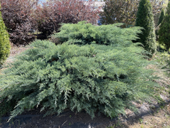 Grey Owl Spreading Juniper Cuttings – Evergreen Shrub – 30 Fresh 6–7 Inch Unrooted Cuttings for Planting