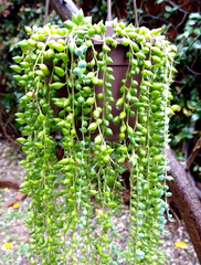 String of Pearls Cuttings – Lot of 30 Mature Healthy Curio rowleyanus Stems for Hanging Succulent Propagation