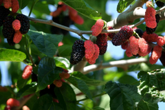Illinois Everbearing Mulberry Live Plant – Morus Hybrid Fruit Tree for Garden or Container Growing