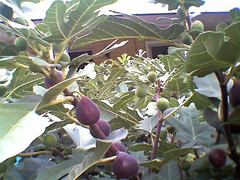 Marseilles Black Fig Tree Cuttings – 7 Live Ficus carica Hardwood Cuttings for Propagation and Planting