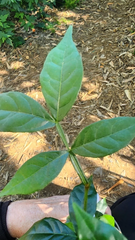 Ice Cream Bean Live Plant – Inga edulis Tropical Fruit Tree Starter for Planting, Young Tree