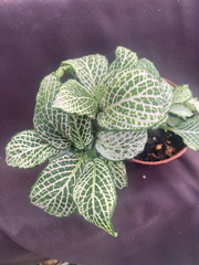 Fittonia ‘Purple Snow Anne’ Live Plant – Rooted Nerve Plant in 3 Inch Pot