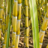 Yellow Sugarcane Cuttings – 20 Live Saccharum Officinarum Stalk Pieces, 18" Long with 3–4 Nodes Each for Planting & Garden Growing