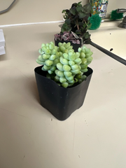 Donkey Tail Succulent – Sedum Morganianum Trailing Plant in 2" Pot – Live Hanging Succulent Starter