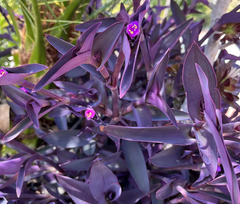 Purple Heart Tradescantia Cuttings – 5 Live Tradescantia Pallida Cuttings for Indoor or Outdoor Planting
