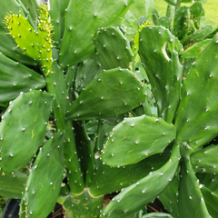 Prickly Pear Cactus Pads for Planting – Opuntia ficus-indica, 10 Pads, 5–10 Inch Perennial Cactus