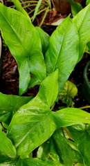 Syngonium Podophyllum Emerald Gem – 3 Unrooted Cuttings – Arrowhead Vine Houseplant