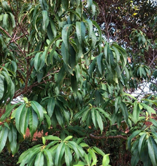 California Peach Tree Cuttings – 7 Live 6 Inch Unrooted Prunus Persica Cuttings for Fruit Tree Propagation