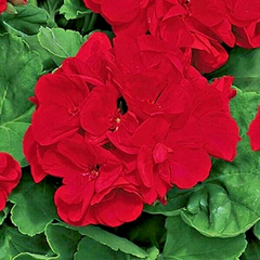 Red Geranium Cuttings – 3 Pelargonium Live Unrooted Cuttings 6 Inch, Flowering Plant for Rooting