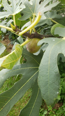 Fig Tree Cuttings – 5 Fresh Unrooted Ficus Carica Cuttings from 2 Varieties – Live Starter Wood for Rooting