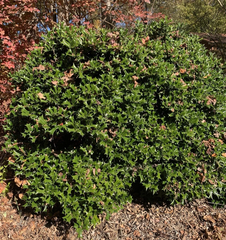 Chinese Holly Cuttings – 5 Unrooted Ilex cornuta Cuttings 6–8 Inches Long for Propagation