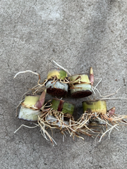 Sugarcane Rooted Cuttings – 5 Live Saccharum officinarum Plants, Tropical Cane Ready for Planting