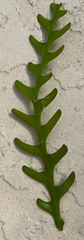 Zig Zag Cactus Cuttings Epiphyllum anguliger – Unrooted Fresh Cuttings for Propagation