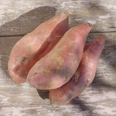 Beauregard Sweet Potato Slips Set of 10 Organic Orange Flesh Ipomoea Batatas for Planting