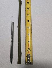 Celeste Fig Cutting for Planting – 1 Fresh Ficus Carica Stem, Cold Hardy Fig Variety