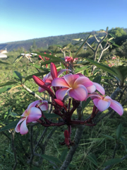 Pink Plumeria Frangipani Rooted Cutting 10 Inch Single Head, Hawaiian Grown Live Starter Plant