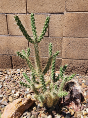 Tree Cholla Cactus Cutting – Cylindropuntia imbricata Live Unrooted Cactus Cutting, Desert Cactus Plant