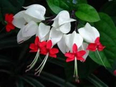 Bleeding Heart Vine Starter Plant – Rooted Clerodendrum thomsoniae Live Plant with Red and White Flowers
