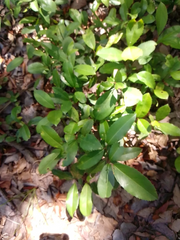 Texas Florida Live Oak Tree Plants Quercus virginiana, Rooted Evergreen Oak 12–20 Inch Set of 2