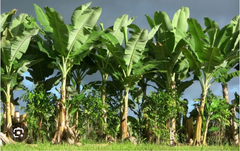 Gold Finger Banana Tree Starter Plant Well Rooted, Musa Acuminata Live Tropical Banana for Container or Garden Growing