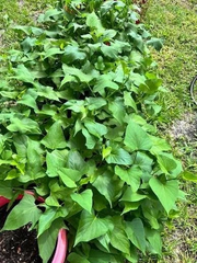 Beauregard Sweet Potato Slips Set of 10 Organic Orange Flesh Ipomoea Batatas for Planting