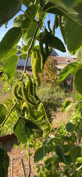 White Pakistan Mulberry Cuttings Live, 7 Unrooted Mulberry Cuttings for Grafting or Propagation