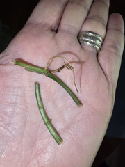 Monstera Obliqua Peru Unrooted Runner Node Cuttings Set of 3 for Propagation Houseplant