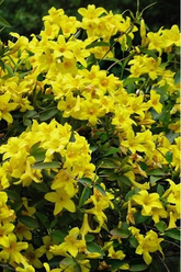 Yellow Crossvine Starter Plant – Rooted Bignonia Capreolata Vine, Live Climbing Perennial for Garden Trellis