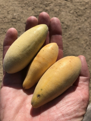 Banana Passionfruit Cuttings – 4 Live Passiflora tripartita Cuttings for Planting, Tropical Vine Propagation