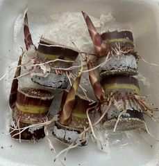 Dark Purple Sugarcane Rooted Cuttings – 5 Live Saccharum officinarum Cuttings Ready for Planting