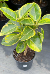 Yellow Gem Rubber Tree Starter Plant – Rooted Ficus Elastica Yellow Gem Live Houseplant for Indoor Growing