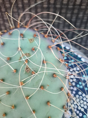 Opuntia Azurea Parva Cactus Cutting Live Unrooted Prickly Pear Segment