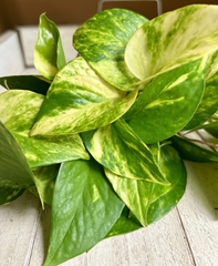 Rooted Pothos Cuttings – 10 Live Indoor Plant Cuttings, Epipremnum Aureum Houseplant for Propagation