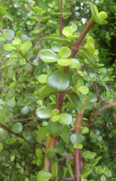 Elephant Bush Succulent Cuttings – 3 Unrooted Portulacaria Afra Cuttings, 5–6 Inch Jade Bush for Propagation