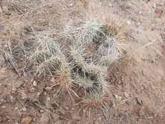 Opuntia Polyacantha Wyoming Prickly Pear Cactus – Cold Hardy Native Cactus Plant for Dry Gardens