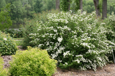 White Wedding Cake Spirea Cuttings – Set of 10 Unrooted 6–8 Inch Spiraea Shrub Cuttings, Flowering Garden Plant