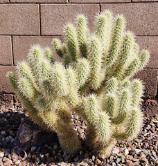 Teddy Bear Cholla Cactus Cutting – 1 Segment Cylindropuntia Bigelovii, Desert Cactus for Propagation