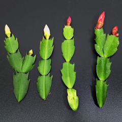 Thanksgiving Cactus Cuttings – 4 Schlumbergera Truncata Cuttings, Red and White Holiday Cactus Combo