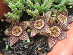 Orbea Variegata Lifesaver Plant Cuttings 2 Pieces Unrooted 3 Inch Succulent for Propagation