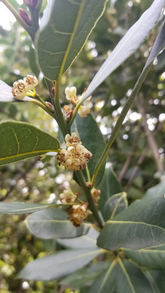 Bay Laurel Tree Cuttings – 5 Live Unrooted Laurus Nobilis Stems, Culinary Bay Leaf Plant for Garden Propagation
