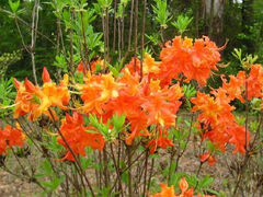 Frontier Gold Aromi Azalea Starter Plant – Deciduous Rhododendron with Yellow Blooms, Live Ornamental Shrub