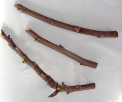 Petite Negri Fig Cuttings – 2 Fresh Dwarf Fig Tree Cuttings, Ficus Carica for Propagation, Zones 8–10
