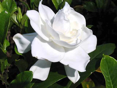Gardenia Cape Jasmine Rooted Plants – 2 Live 6 Inch White Flowering Gardenia Jasminoides Shrubs