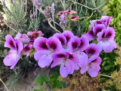 Lavender Purple Regal Geranium Pelargonium 6 Inch Live Cutting, Fancy Flowering Plant for Rooting and Containers