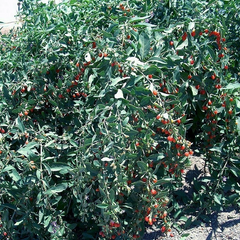 Goji Berry Cuttings – Lot of 20 Fresh Unrooted Lycium barbarum Cuttings for Propagation, Outdoor Berry Shrub