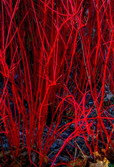 Red Dogwood Unrooted Cuttings – Bright Red Stem Cornus Shrub Cuttings for Planting and Propagation