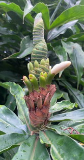 Yellow Spiral Ginger Rooted Cuttings, Dimerocostus Strobilaceus Live Tropical Plant Starters Hawaii Grown Set of 5